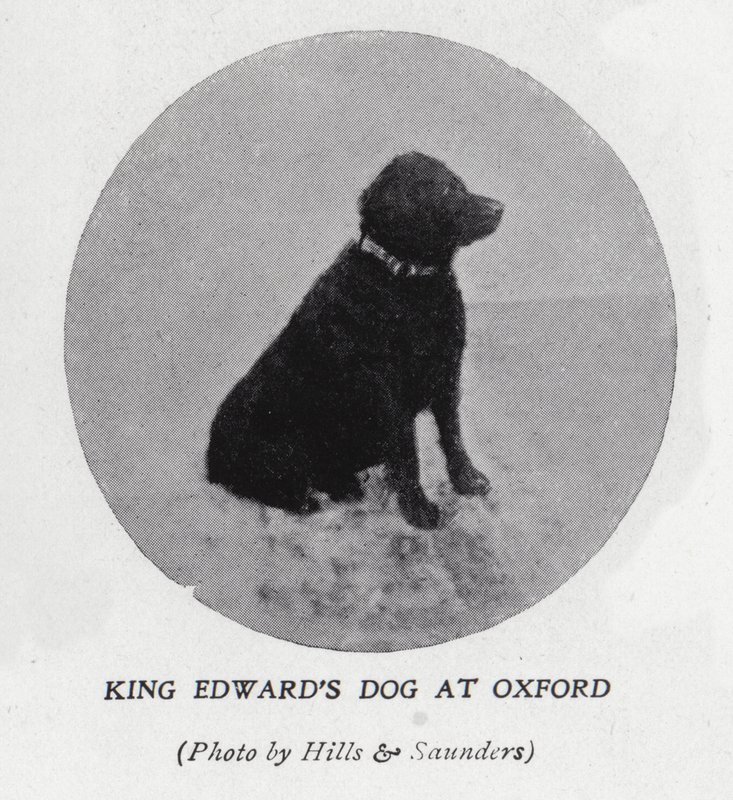 Kung Edward VII:s hund vid Oxford University (s/v foto) av Hills and Saunders