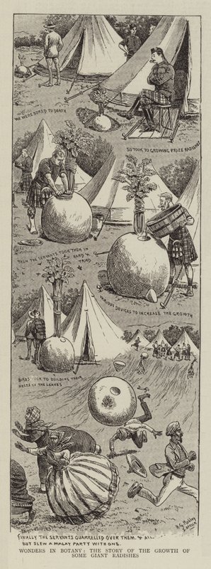 Botanikens underverk, berättelsen om tillväxten av några jätteradisar av Horatio Gordon Robley