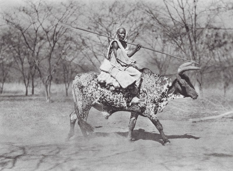 Afrika: Aulad Hamid oxryttare (svartvitt foto) av Hugo Adolf Bernatzik