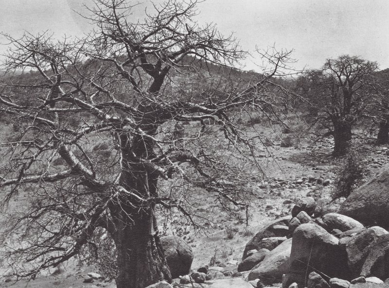 Afrika: Baobabträd, Dar Nuba (svartvitt foto) av Hugo Adolf Bernatzik