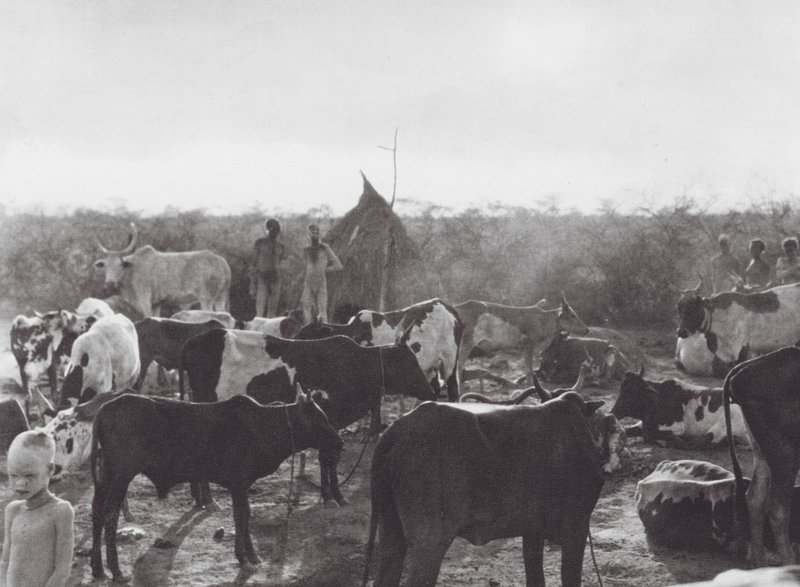 Afrika: Boskapskraal vid stranden av Bahr el Zeraf (svartvitt foto) av Hugo Adolf Bernatzik