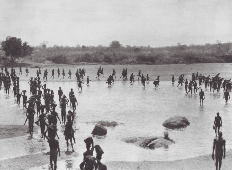Afrika: Morus bygger en bro nära Amadi (svartvitt foto) av Hugo Adolf Bernatzik