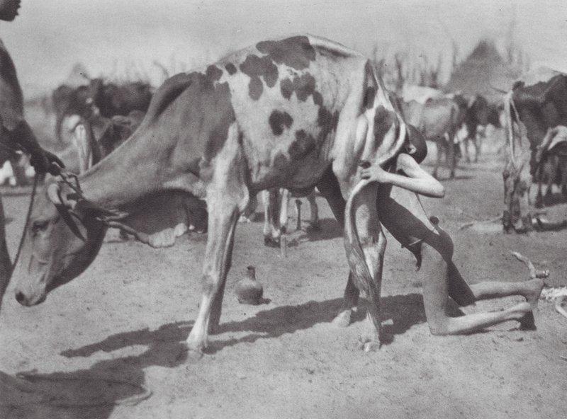 Afrika: Nordlig Dinka blåser en ko (svartvitt foto) av Hugo Adolf Bernatzik