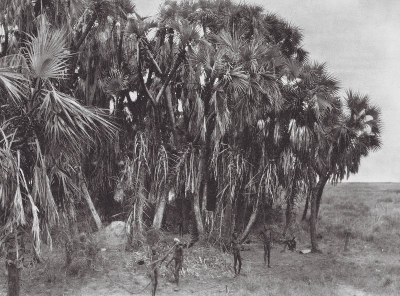 Afrika: Nuer-jägare i en palmträdgård (svartvitt foto) av Hugo Adolf Bernatzik