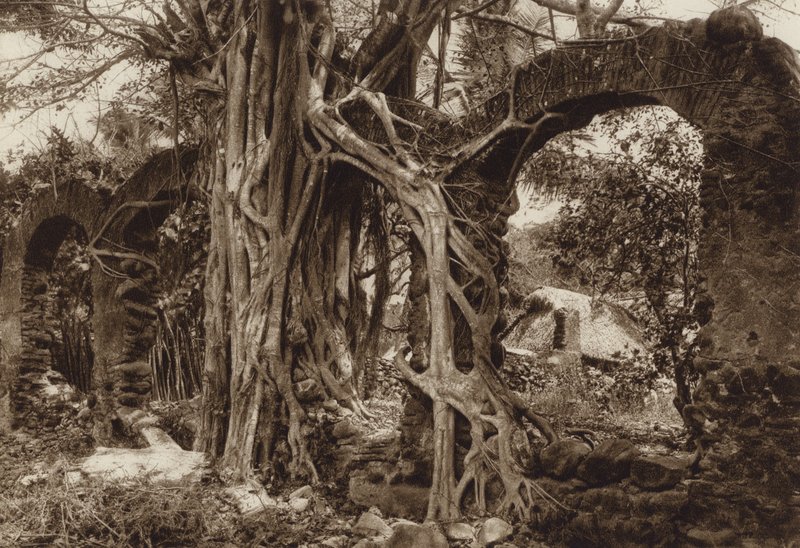 Mexiko: Spansk bågbro med fikonträd, Antigua, Vera Cruz State (svartvitt foto) av Hugo Brehme