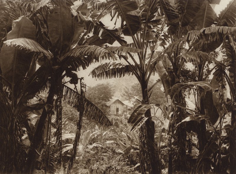 Mexiko: Atoyac, Bananos (svartvitt foto) av Hugo Brehme