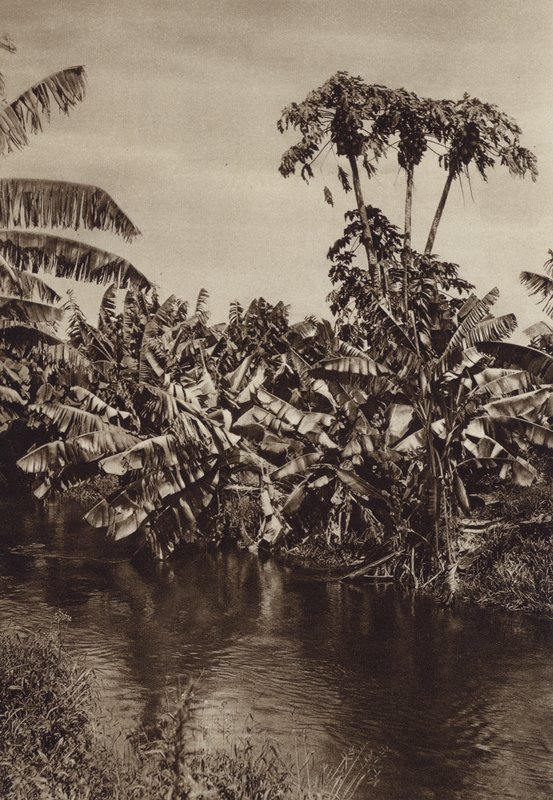 Mexiko: Bananer och papayor, Vera Cruz State (svartvitt foto) av Hugo Brehme