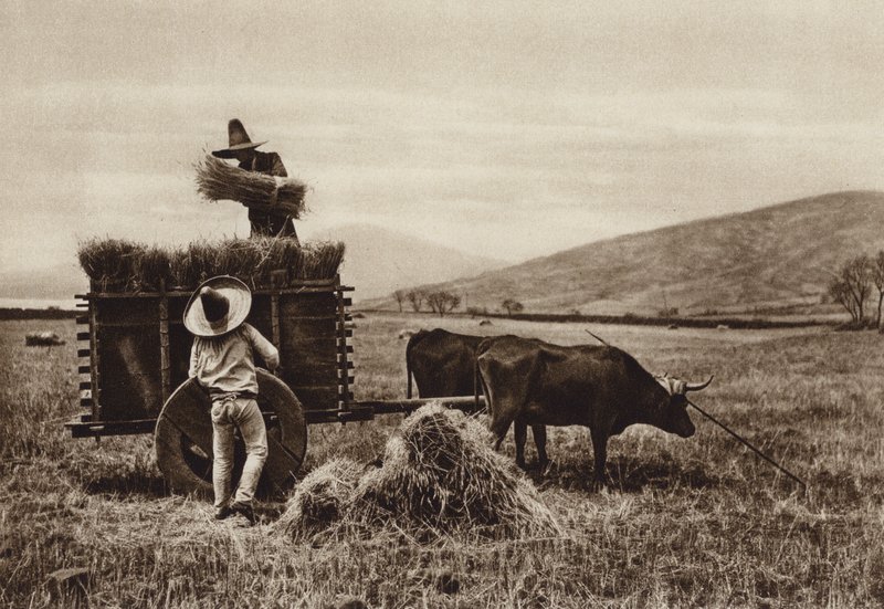 Mexiko: Bönder skördar vete (svartvitt foto) av Hugo Brehme