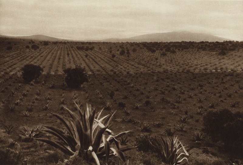 Mexiko: Agavefält runt Ometusco (svartvitt foto) av Hugo Brehme