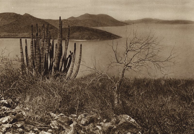 Mexiko: Nära Baja Californias kust (svartvitt foto) av Hugo Brehme