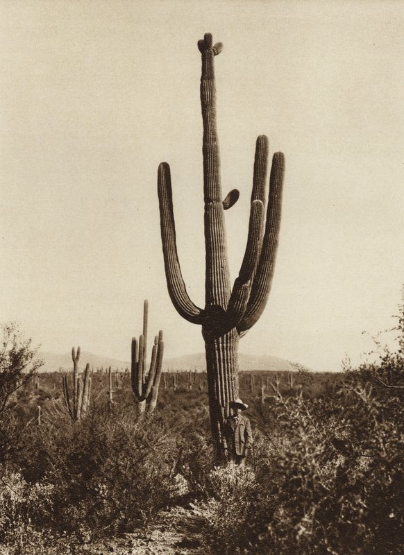Mexiko: "Cereus giganteus" i omgivningarna kring Magdalena, delstaten Sonora (svartvitt foto) av Hugo Brehme