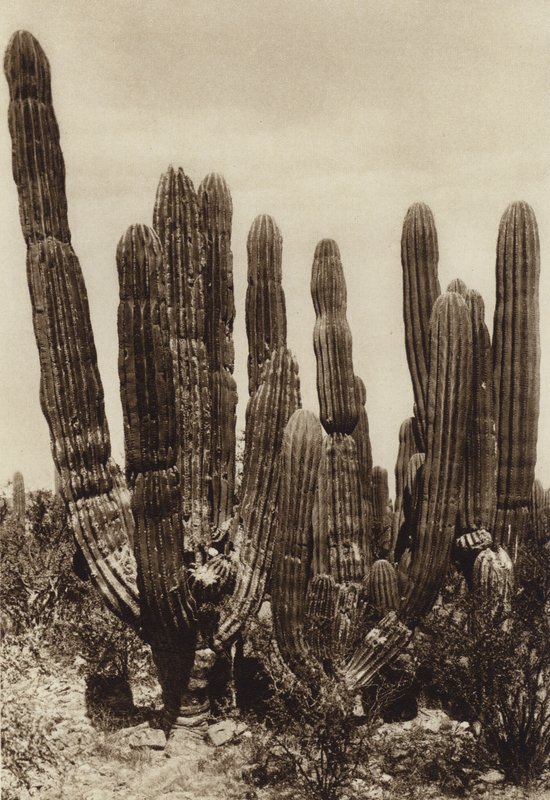 Mexiko: Guaymas, "Cereus Pringlei", Estado Sonora (svartvitt foto) av Hugo Brehme