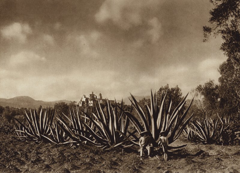 Mexiko: Tepepams omgivningar med agavefält (svartvitt foto) av Hugo Brehme