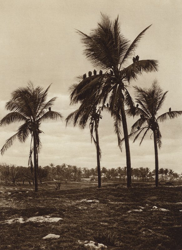 Mexiko: Omgivningarna kring Vera Cruz, Buitres (svartvitt foto) av Hugo Brehme