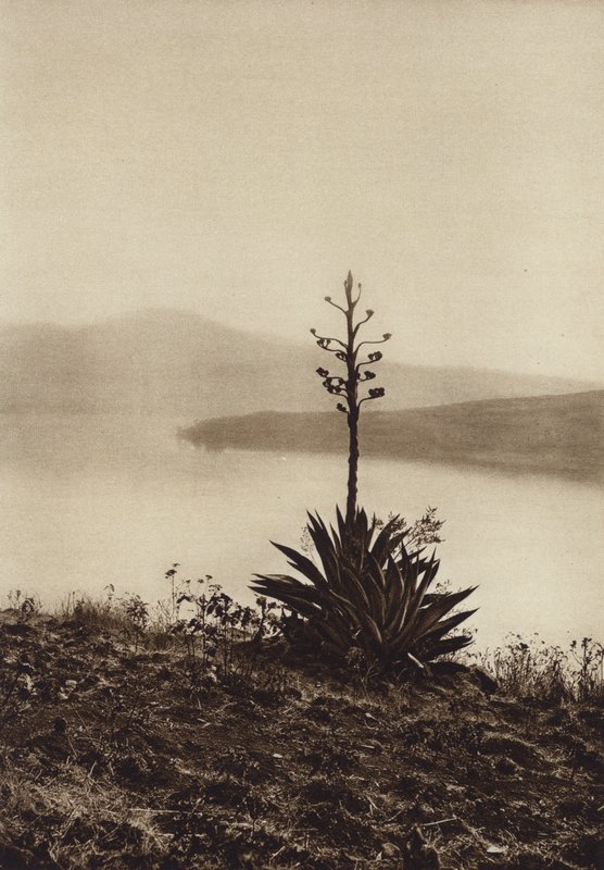Mexiko: Stranden vid Chapalasjön med blommande agaver (svartvitt foto) av Hugo Brehme