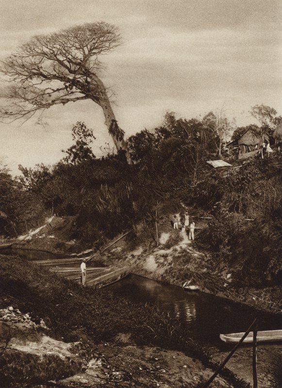 Mexiko: Panorama över flod med Ceiba-träd, Vera Cruz State (svartvitt foto) av Hugo Brehme