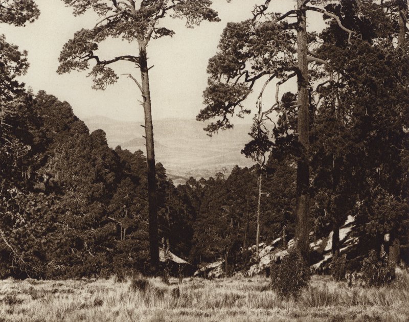 Mexiko: Vilt panorama vid foten av Pico de Orizaba (svartvitt foto) av Hugo Brehme
