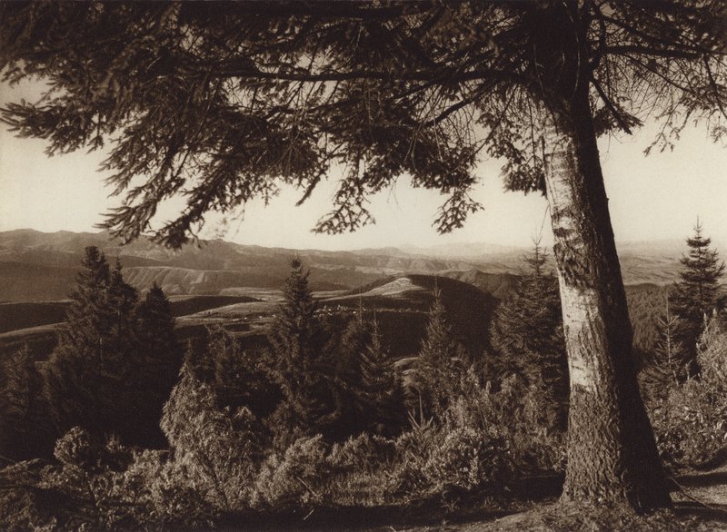 Mexiko: Nationalpark, Desierto de los Leones (svartvitt foto) av Hugo Brehme