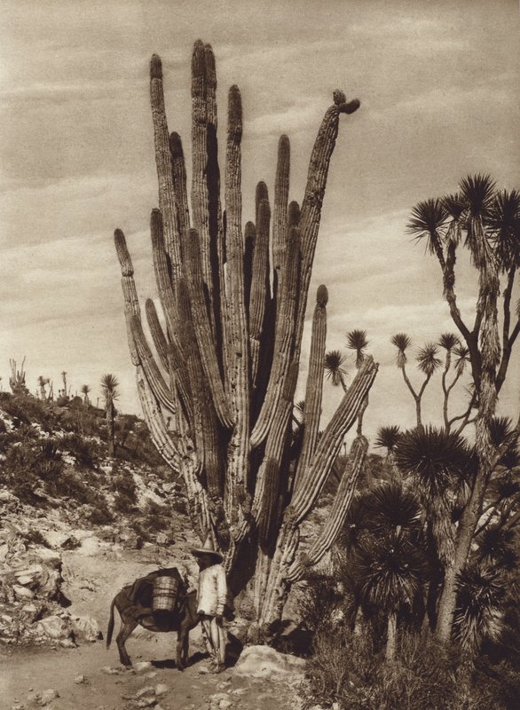 Mexiko: Salinas de Tehuacan med "Pilocereus Tetezo" (svartvitt foto) av Hugo Brehme