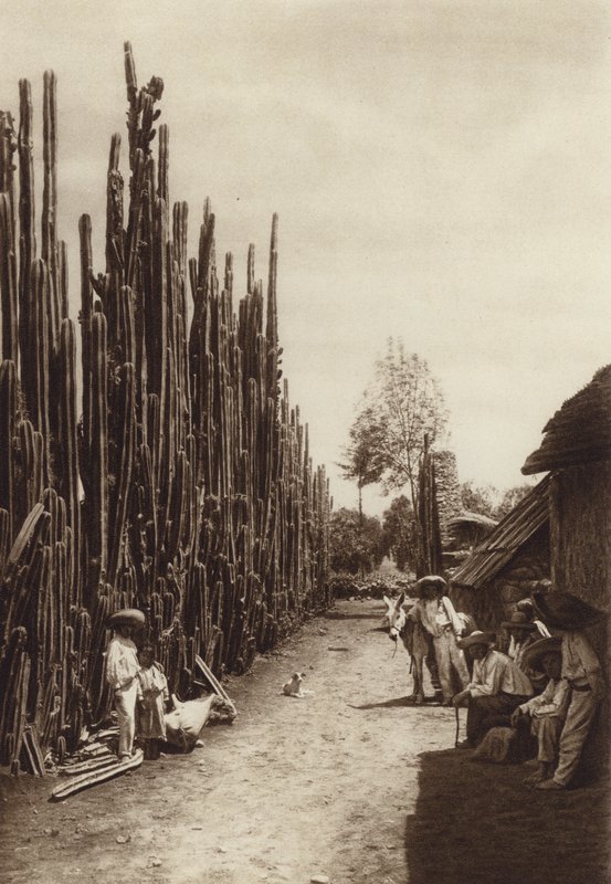 Mexiko: Santiago, karakteristisk bygata med kaktusar i form av pelare (svartvitt foto) av Hugo Brehme