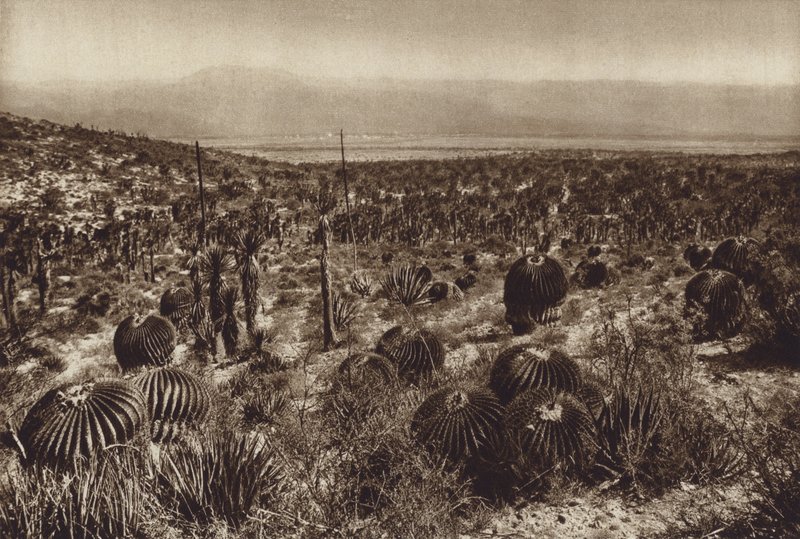 Mexiko: Sierra de Tehuacan, I den främre delen "Echinocactus grandis" (svartvitt foto) av Hugo Brehme