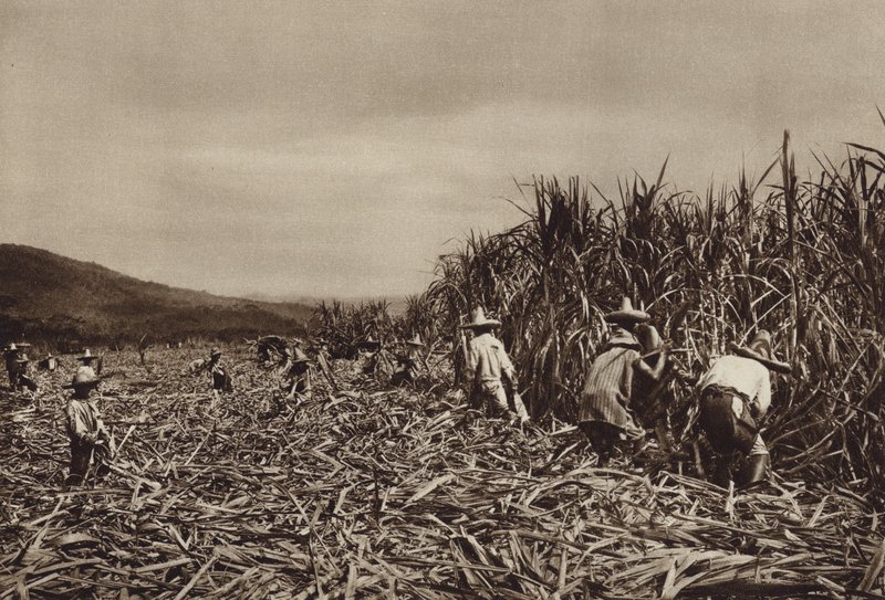 Mexiko: Tamasopo, skörd av sockerrör (svartvitt foto) av Hugo Brehme