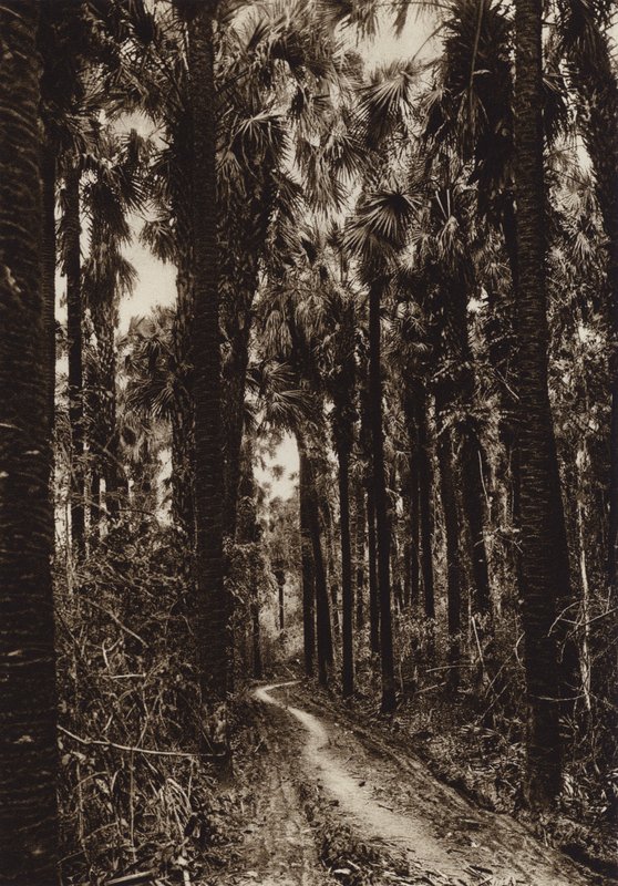 Mexiko: Tamasopo, Palmar (svartvitt foto) av Hugo Brehme