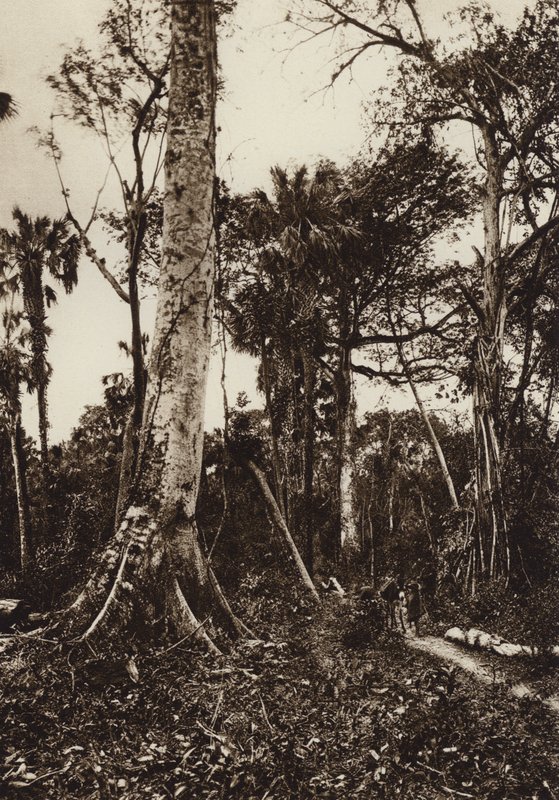 Mexiko: Tamasopo, Panorama över jungfrulig skog (svartvitt foto) av Hugo Brehme