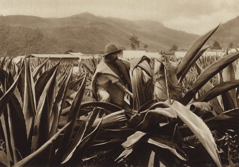 Mexiko: Tlachiquero suger pulque från en agaveplanta (svartvitt foto) av Hugo Brehme