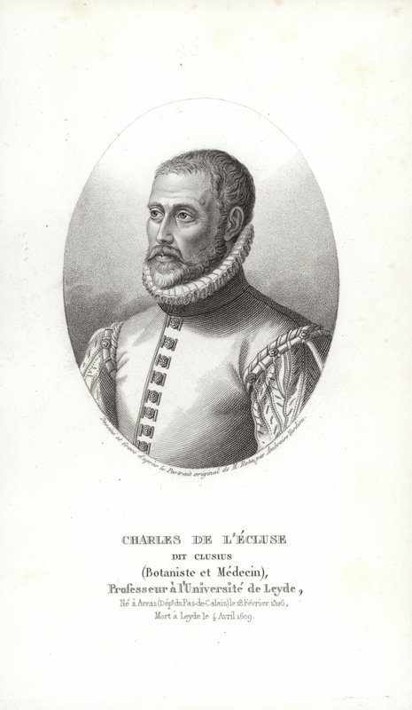 Carolus Clusius av Italian School