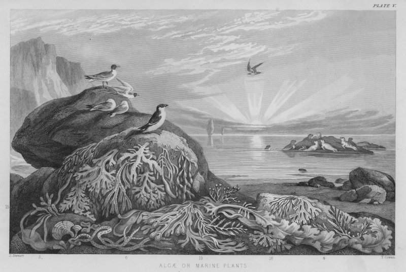 Alger eller marina växter (färgad gravyr) av J. (after) Stewart