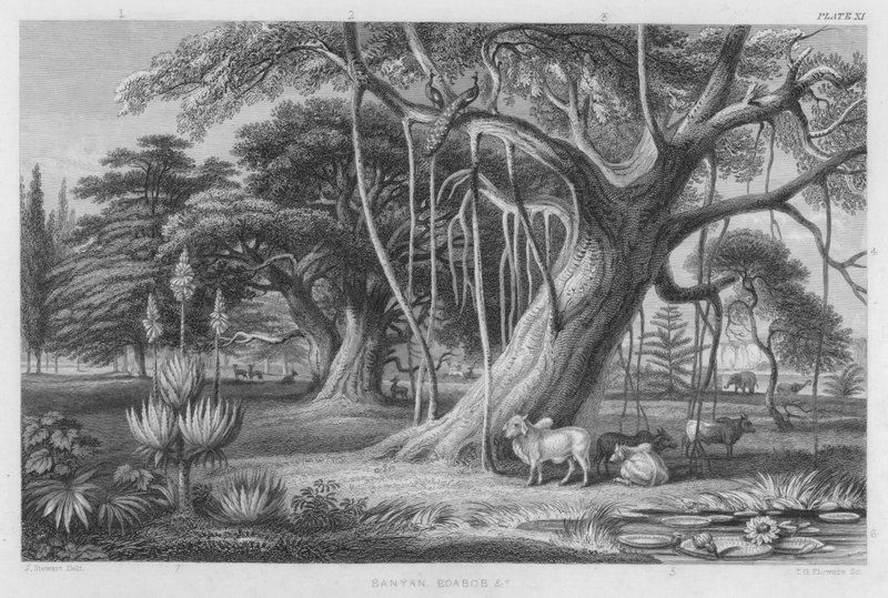 Banyan, Boabob etc (färgad gravyr) av J. (after) Stewart