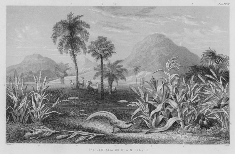 The Cerealia eller Grain Plants (färgad gravyr) av J. (after) Stewart