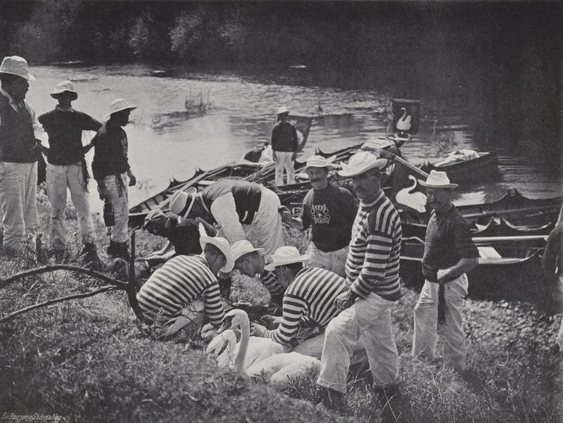 Swan upping på Themsen, Nicking eller Marking av J. Benjamin Stone