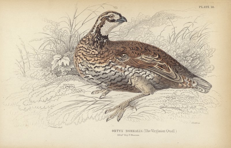 Virginian vaktel av J. Stewart
