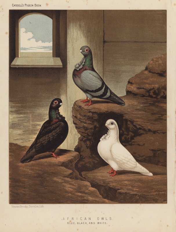 Duvor: afrikanska ugglor, blå, svarta och vita (färg litho) av J. W. (after) Ludlow