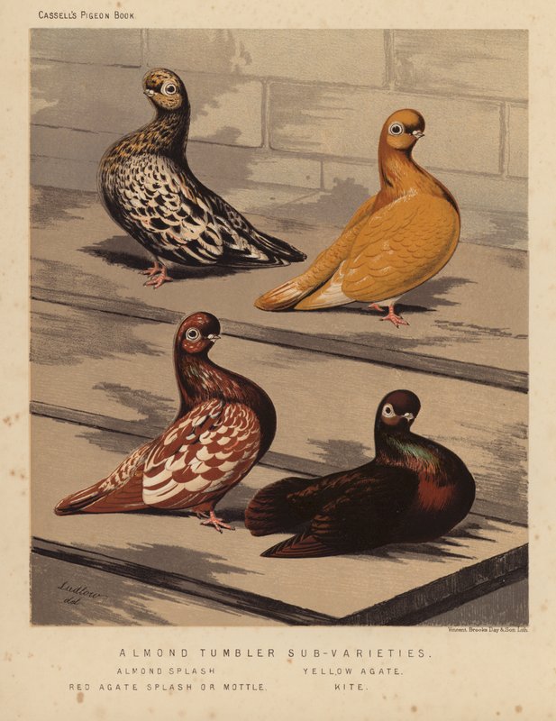 Duvor: Undersorter av mandeltumlare, mandelstänk, gul agat, röd agatstänk eller fläckig, drake (litho i färg) av J. W. (after) Ludlow
