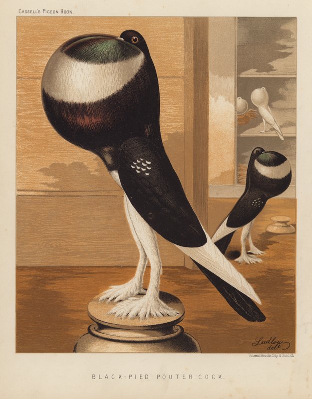Duvor: Black-Pied Pouter Cock (färg litho) av J. W. (after) Ludlow