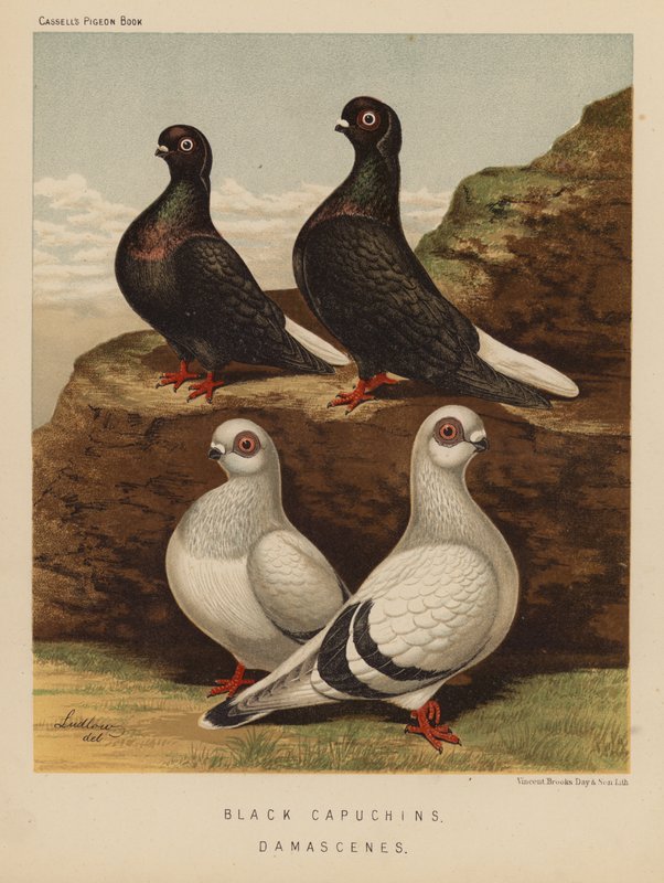 Duvor: Svarta kapuciner; Damascenes (färg litho) av J. W. (after) Ludlow