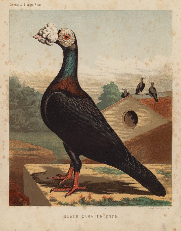 Duvor: Black Carrier Cock (färg litho) av J. W. (after) Ludlow