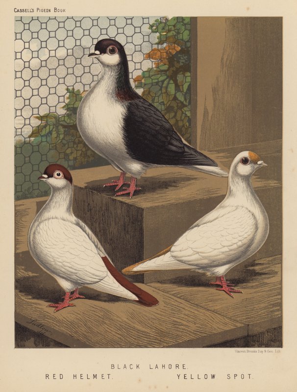 Duvor: Black Lahore; Röd hjälm; Gul fläck (färg litho) av J. W. (after) Ludlow