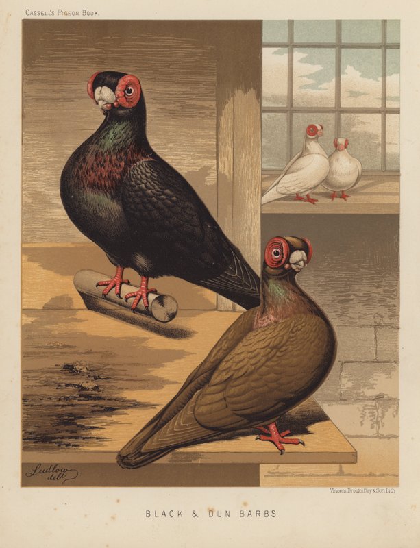 Duvor: Black and Dun hullingar (färg litho) av J. W. (after) Ludlow
