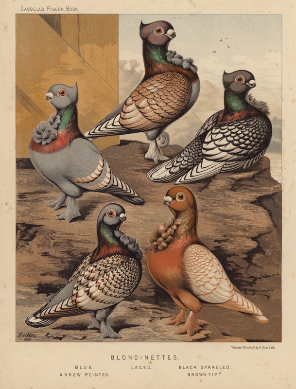 Duvor: Blondinetter, Blå, Spetsade, Svart Spangled, Arrow Pointed, Brown Tipped (färg litho) av J. W. (after) Ludlow
