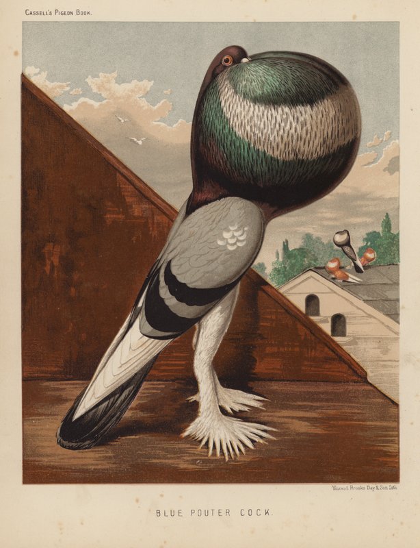 Duvor: Blue Pouter Cock (färg litho) av J. W. (after) Ludlow