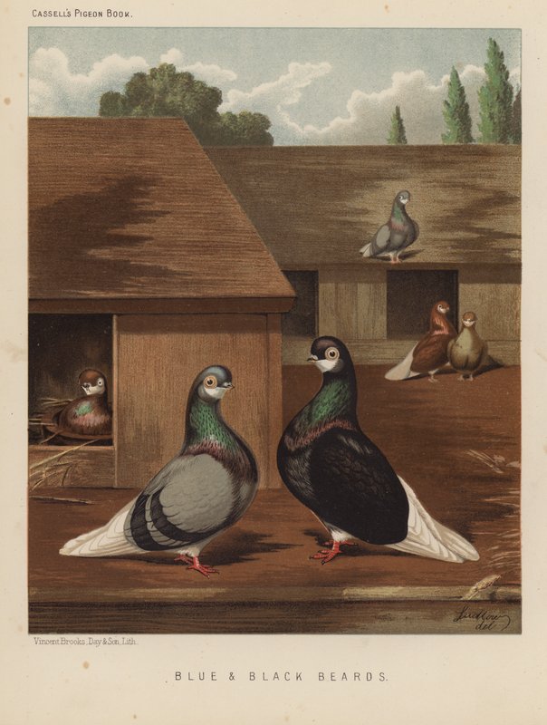 Duvor: blå och svarta skägg (färg litho) av J. W. (after) Ludlow