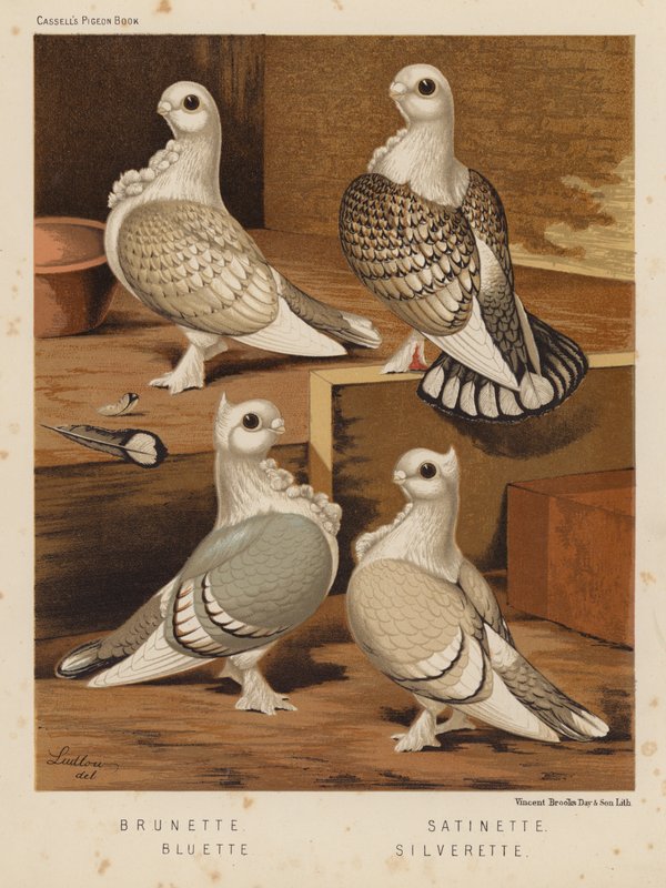 Duvor: Brunett; Satinett; Bluette; Silverette (färg litho) av J. W. (after) Ludlow