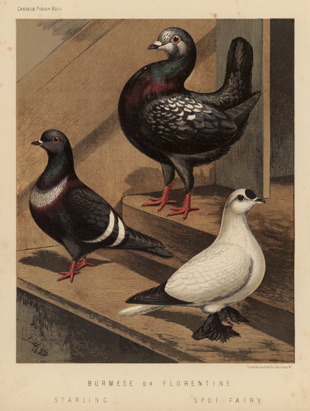 Duvor: burmesiska eller florentinska; Stare; Spot Fairy (färg litho) av J. W. (after) Ludlow