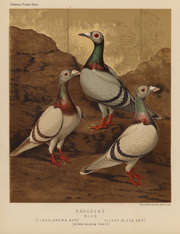 Duvor: Dragoons, Blå, Silver, Brown Bar, Silver, Black Bar, Birmingham Fancy (färg litho) av J. W. (after) Ludlow