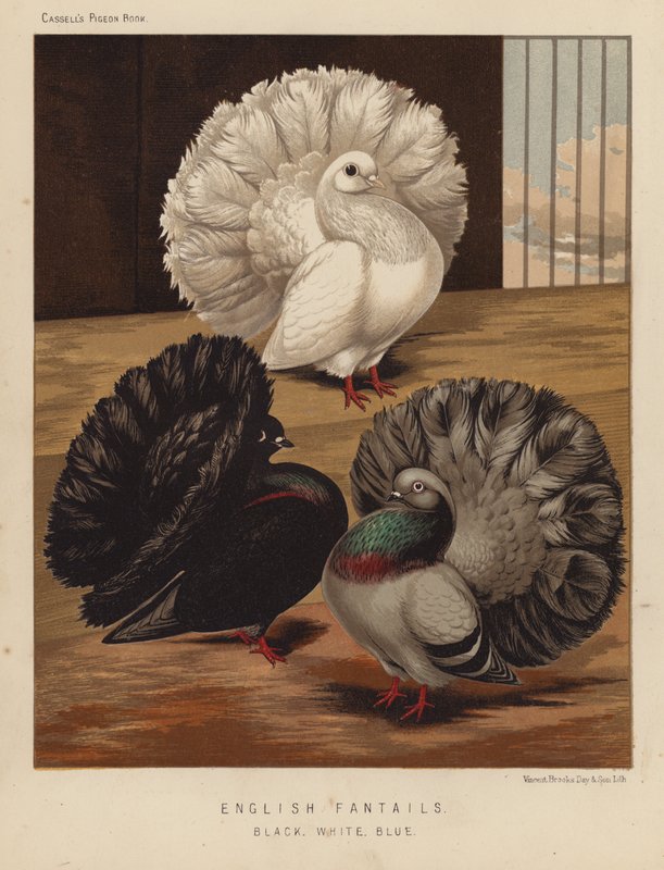 Duvor: Engelska Fantails, Svart, Vit, Blå (färg litho) av J. W. (after) Ludlow