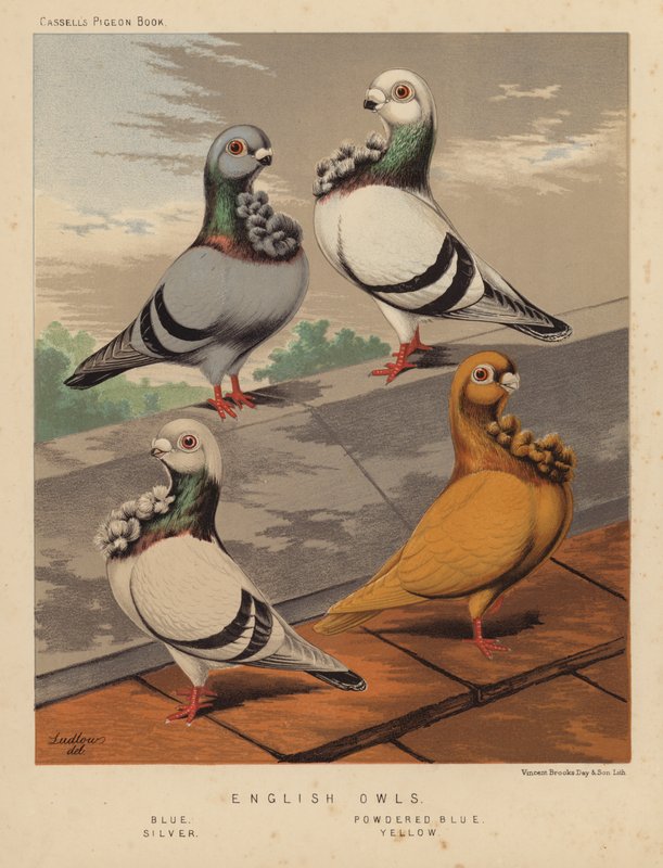 Duvor: Engelska ugglor, blå, pulverblå, silver, gul (färg litho) av J. W. (after) Ludlow